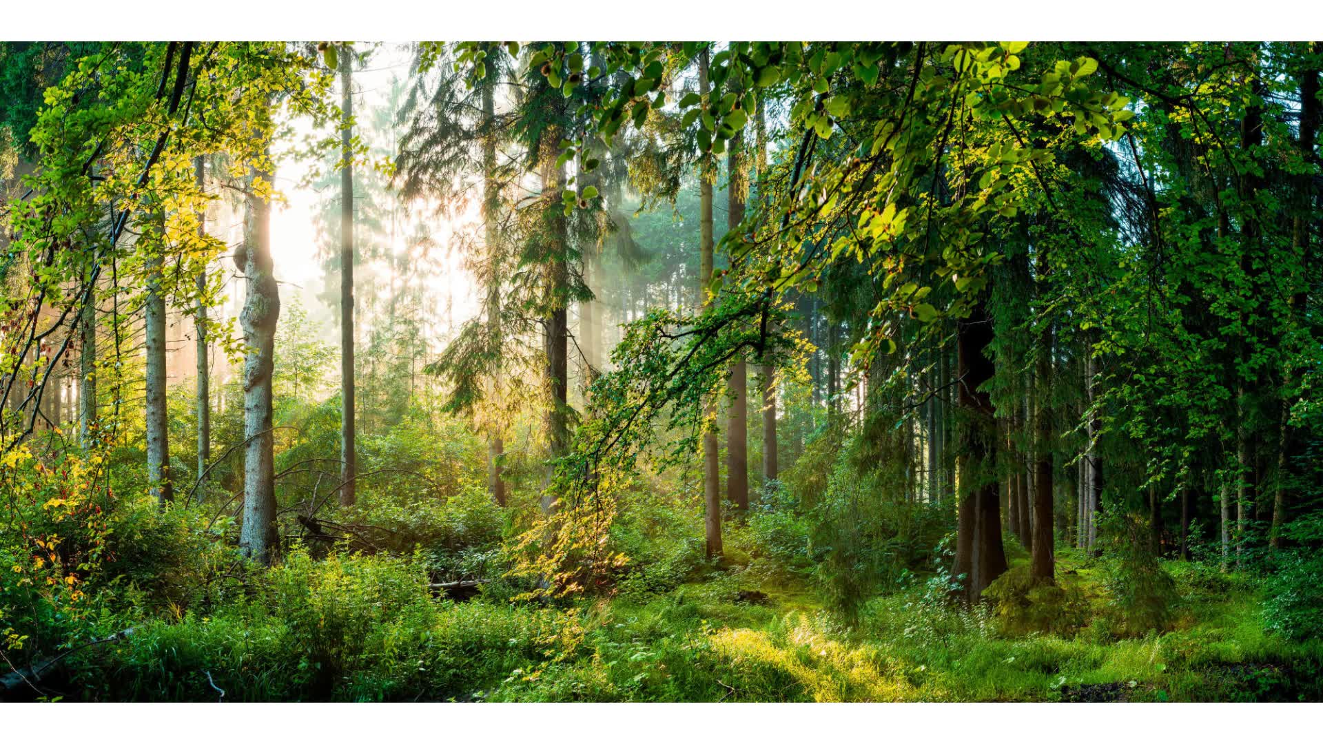 Bosque
