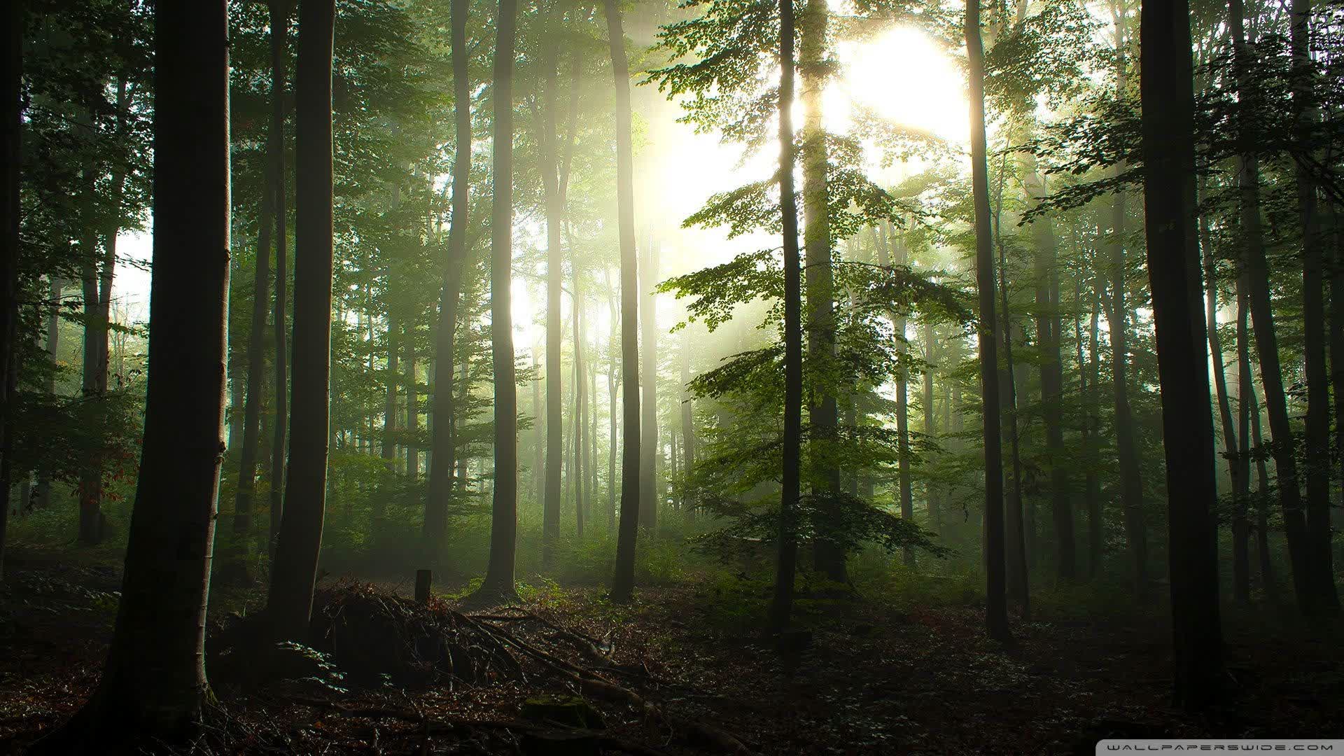 Forest Cabin Gun Game (FPS)