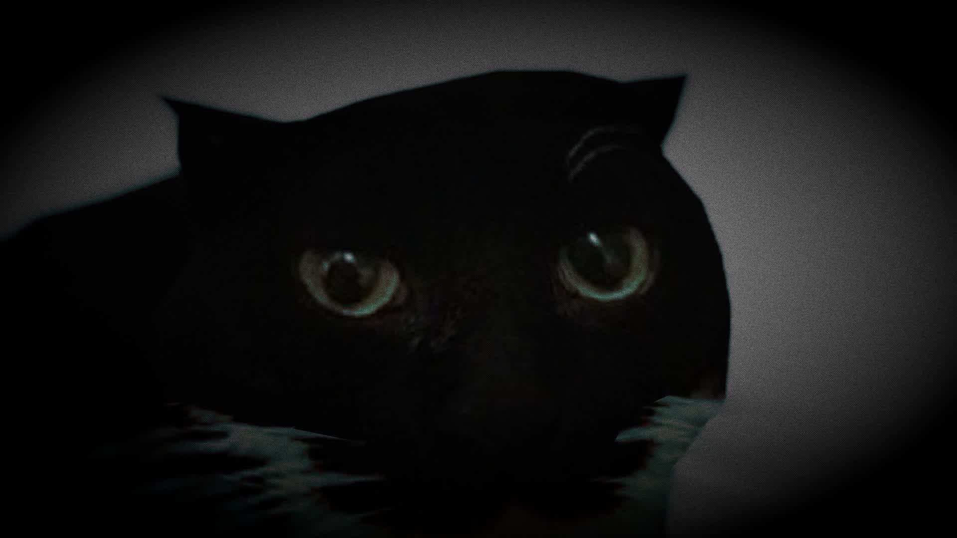 MAXWELL THE CAT