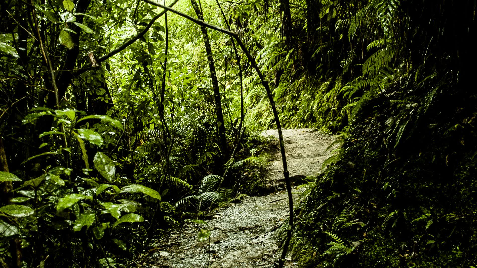 THE JUNGLE SOLAR