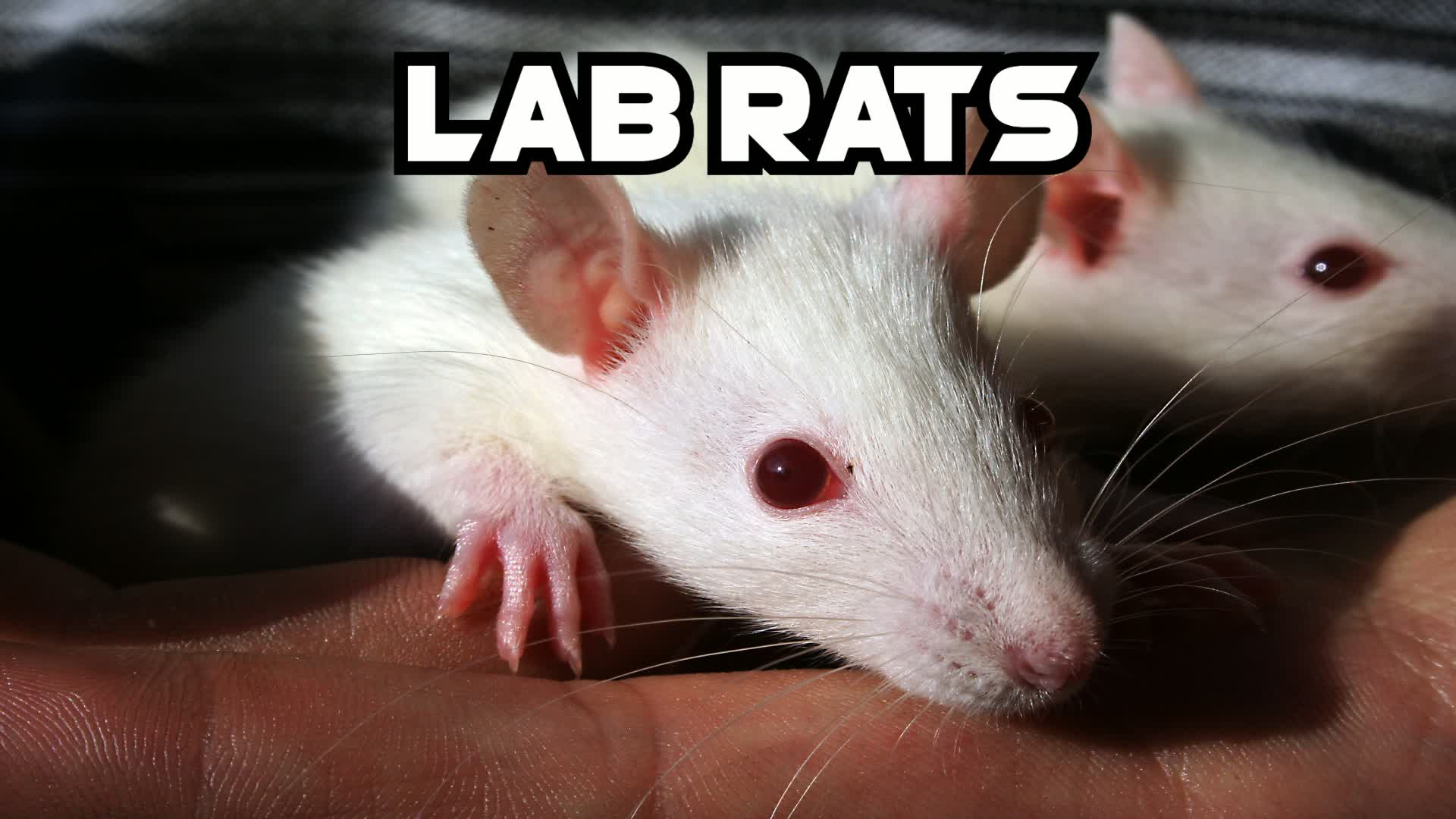 Lab Rats
