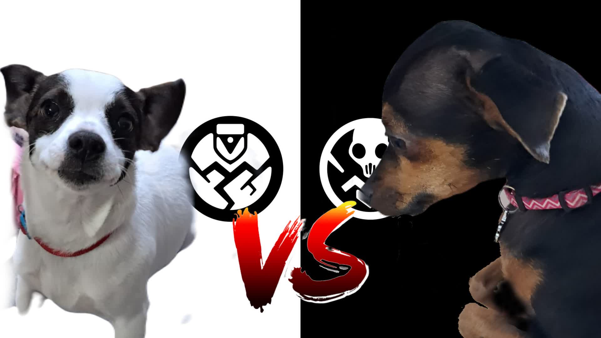 CadellaWhite Sofia VS CadellaBlack Star