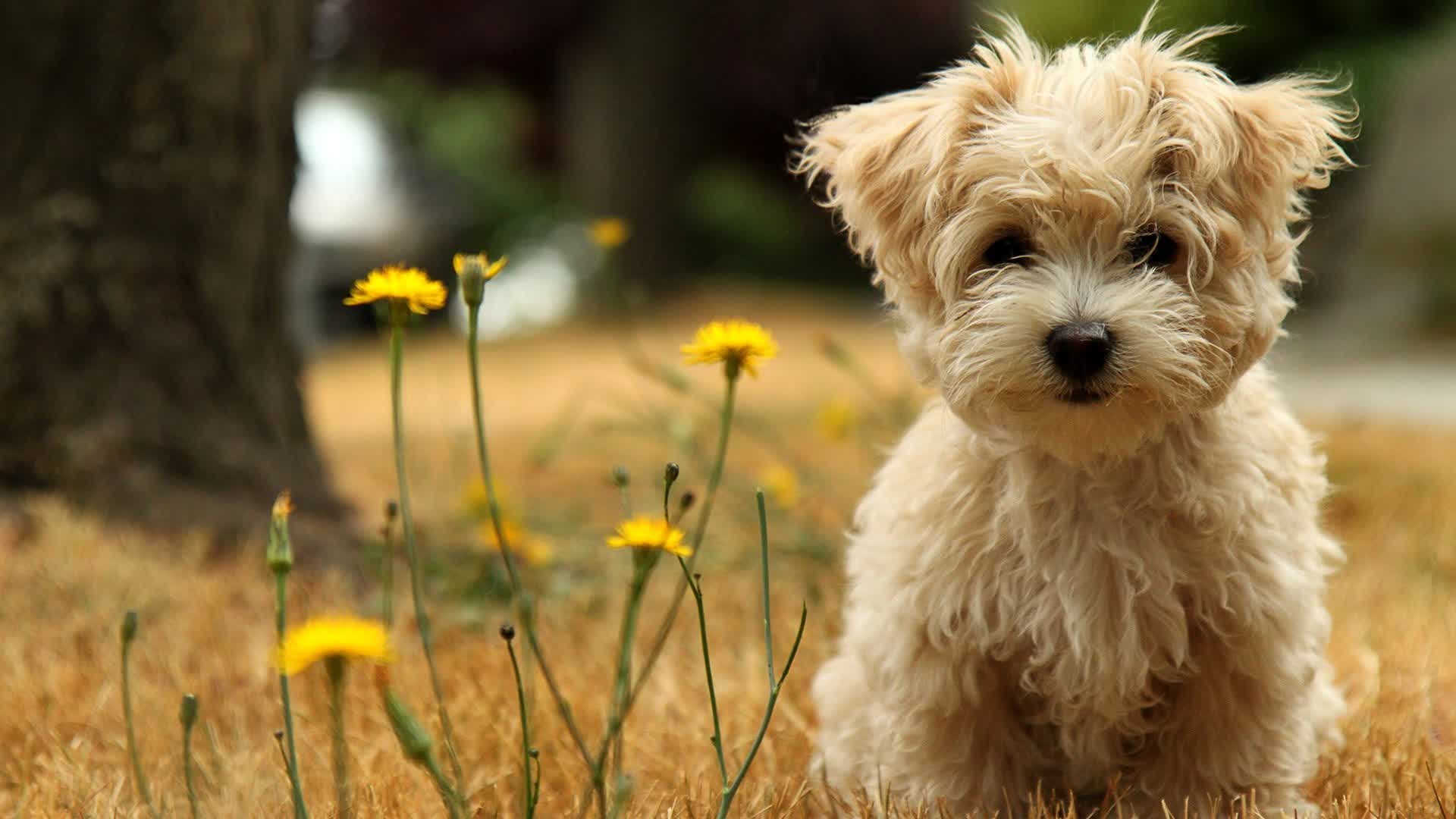 dog clicker
