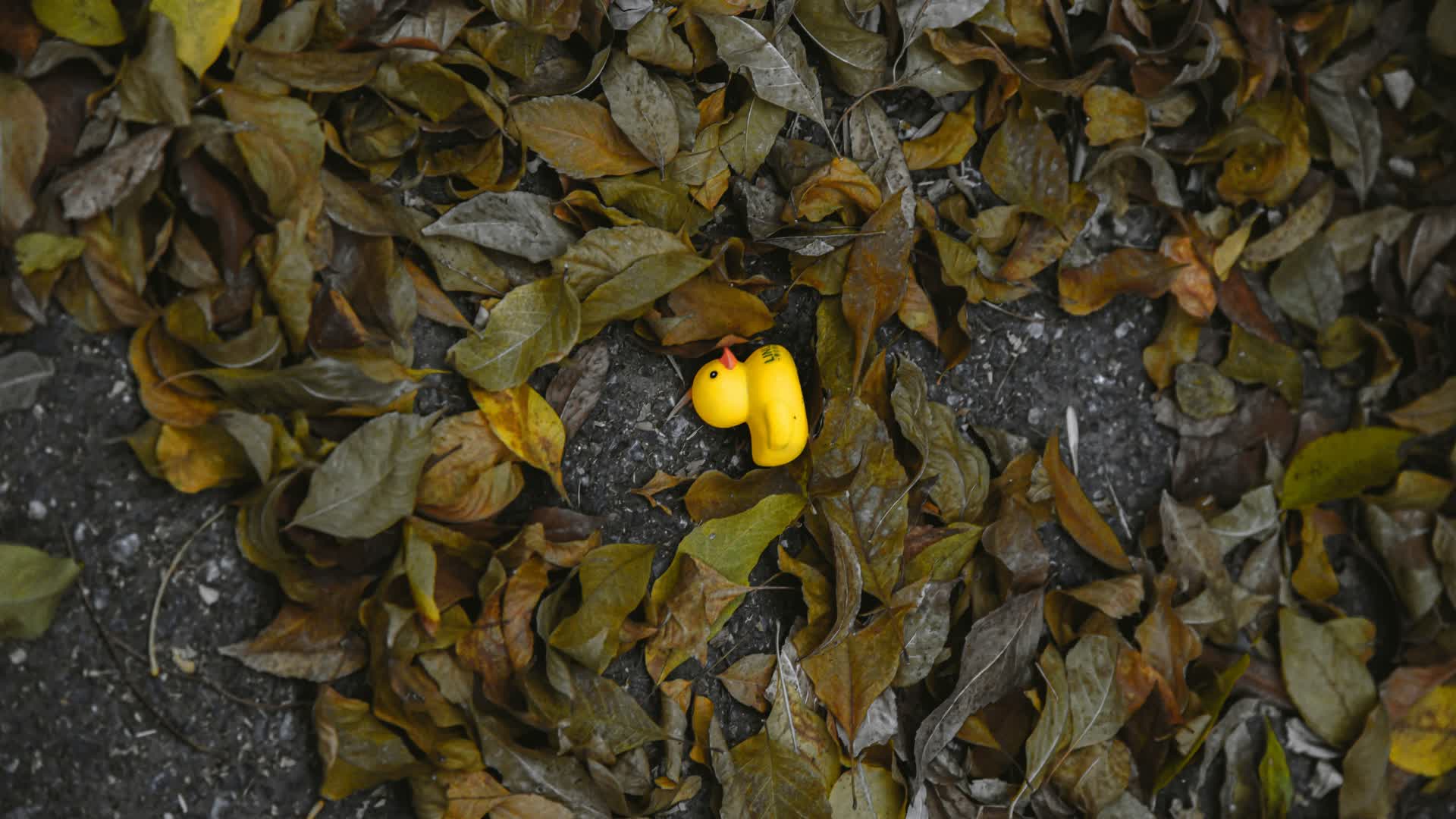 Forest Camping Game